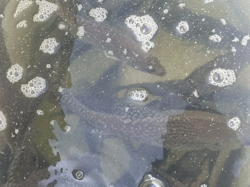Lake Allatoona fishing guides Report for February 21st.