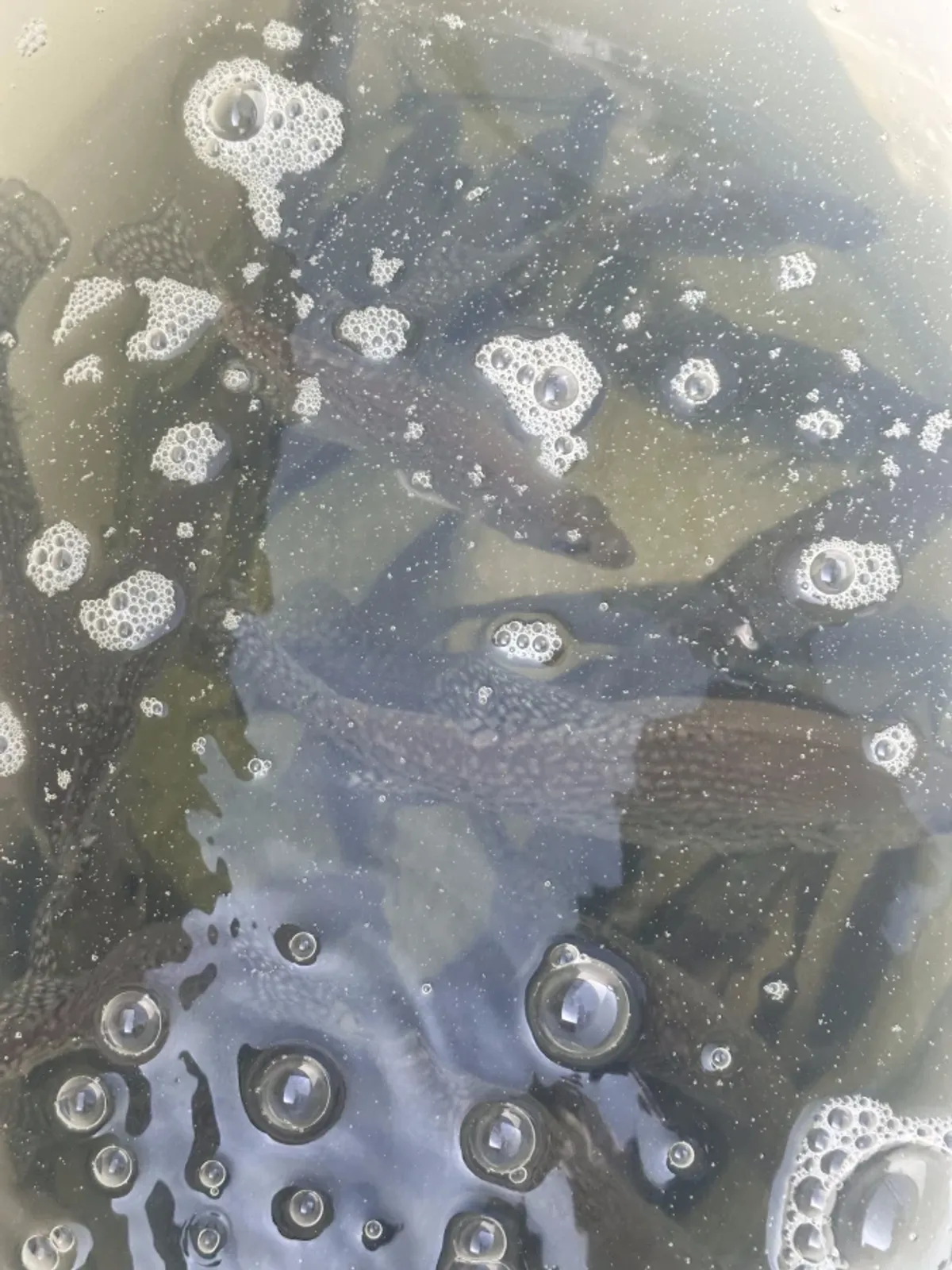 Lake Allatoona fishing guides Report for February 21st.