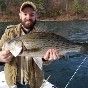 Hybrid Bass